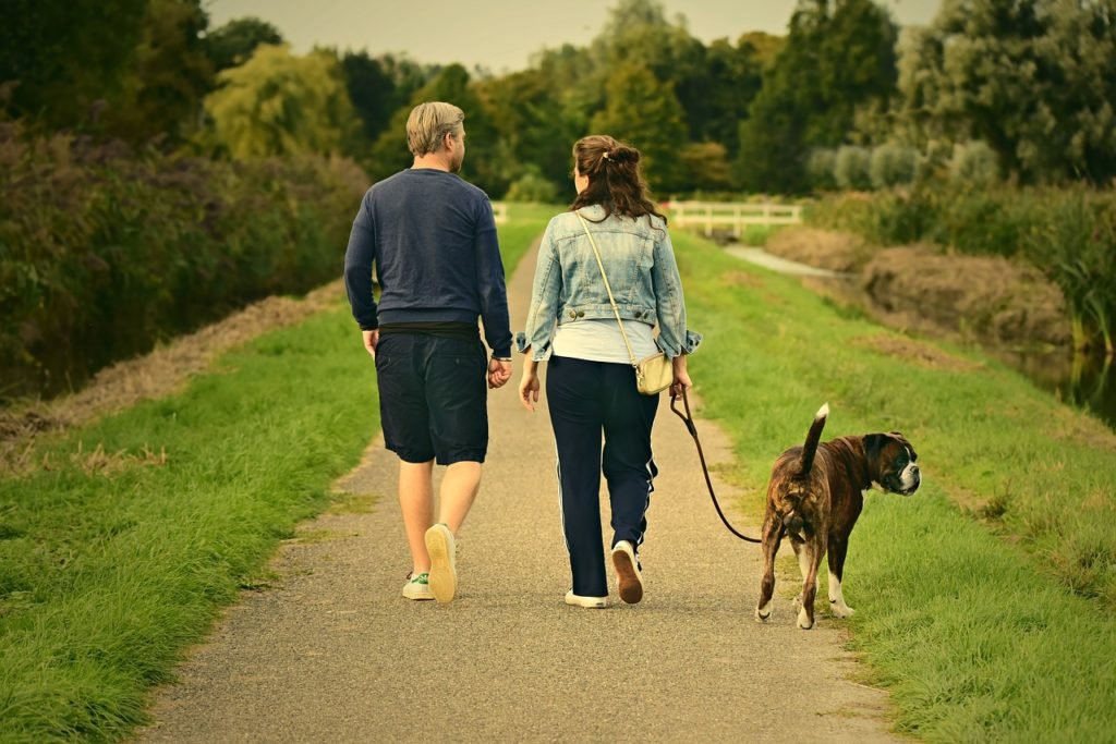 Dog walker sitter day care