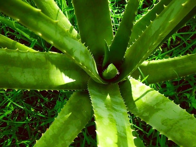 Benefits of Aloe Vera for skin whitening