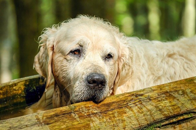 How to stop a dog from whining when you leave