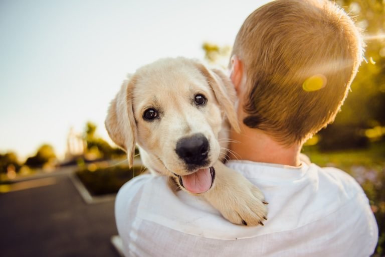 How to Stop a Dog from Whining When You Leave 10 Secrets